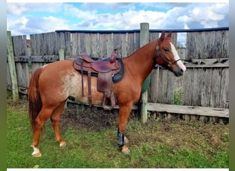 American Quarter Horse, Wallach, 9 Jahre, Rabicano