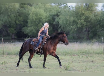 American Quarter Horse, Wallach, 9 Jahre, Rappe