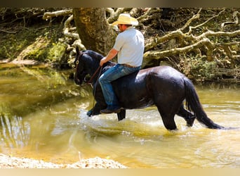 American Quarter Horse, Wallach, 9 Jahre, Rappe