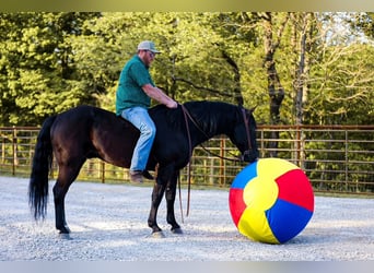 American Quarter Horse, Wallach, 9 Jahre, Rappe