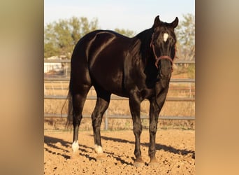 American Quarter Horse, Wallach, 9 Jahre, Rappe