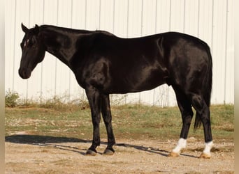 American Quarter Horse, Wallach, 9 Jahre, Rappe