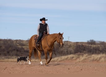 American Quarter Horse, Wallach, 9 Jahre, Red Dun