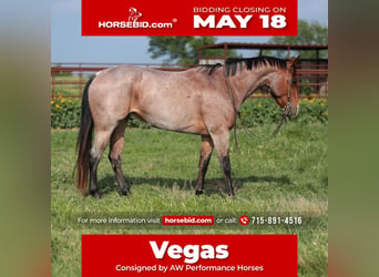 American Quarter Horse, Wallach, 9 Jahre, Roan-Bay