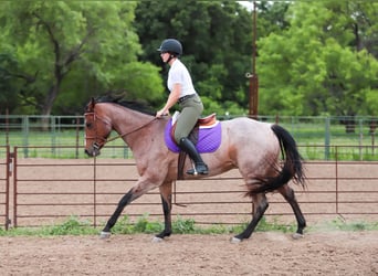 American Quarter Horse, Wallach, 9 Jahre, Roan-Bay