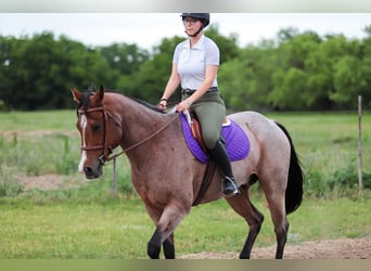 American Quarter Horse, Wallach, 9 Jahre, Roan-Bay