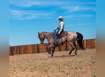 American Quarter Horse, Wallach, 9 Jahre, Roan-Bay