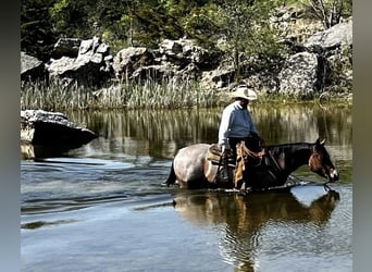American Quarter Horse, Wallach, 9 Jahre, Roan-Bay
