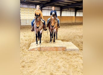 American Quarter Horse, Wallach, 9 Jahre, Roan-Bay