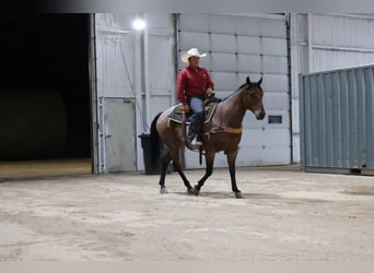 American Quarter Horse, Wallach, 9 Jahre, Roan-Bay
