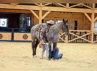 American Quarter Horse, Wallach, 9 Jahre, Roan-Blue