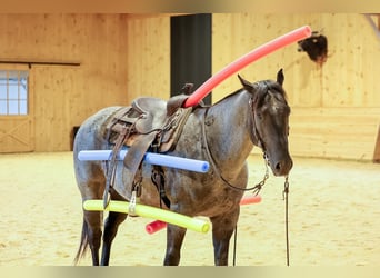 American Quarter Horse, Wallach, 9 Jahre, Roan-Blue