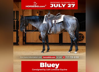 American Quarter Horse, Wallach, 9 Jahre, Roan-Blue
