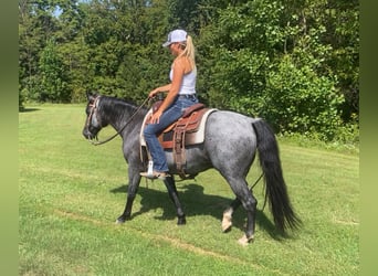American Quarter Horse, Wallach, 9 Jahre, Roan-Blue