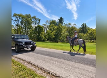 American Quarter Horse, Wallach, 9 Jahre, Roan-Blue