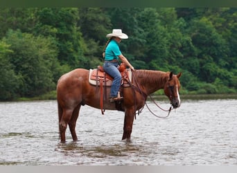 American Quarter Horse, Wallach, 9 Jahre, Roan-Red