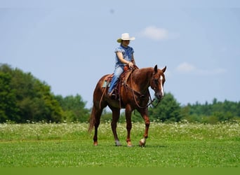 American Quarter Horse, Wallach, 9 Jahre, Roan-Red