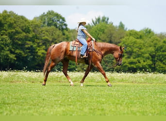 American Quarter Horse, Wallach, 9 Jahre, Roan-Red