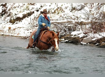 American Quarter Horse, Wallach, 9 Jahre, Roan-Red