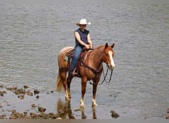American Quarter Horse, Wallach, 9 Jahre, Roan-Red