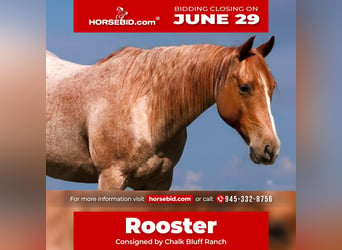 American Quarter Horse, Wallach, 9 Jahre, Roan-Red