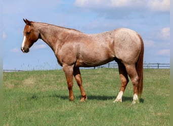 American Quarter Horse, Wallach, 9 Jahre, Roan-Red