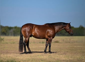 American Quarter Horse, Wallach, 9 Jahre, Rotbrauner