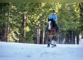 American Quarter Horse Mix, Wallach, 9 Jahre, Rotbrauner