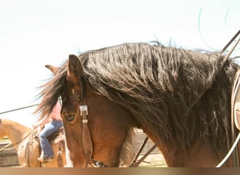 American Quarter Horse Mix, Wallach, 9 Jahre, Rotbrauner