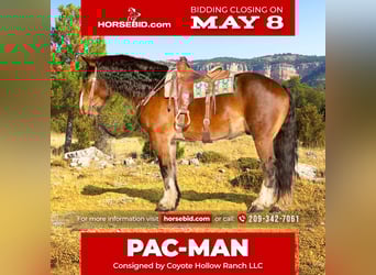 American Quarter Horse Mix, Wallach, 9 Jahre, Rotbrauner