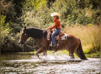 American Quarter Horse Mix, Wallach, 9 Jahre, Rotbrauner