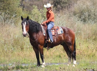 American Quarter Horse Mix, Wallach, 9 Jahre, Rotbrauner