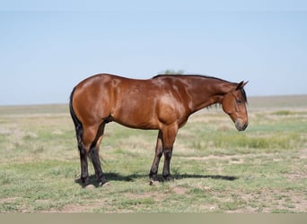 American Quarter Horse, Wallach, 9 Jahre, Rotbrauner