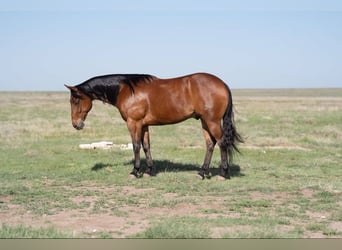 American Quarter Horse, Wallach, 9 Jahre, Rotbrauner
