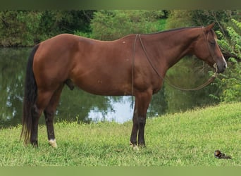 American Quarter Horse, Wallach, 9 Jahre, Rotbrauner