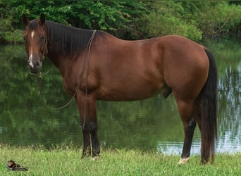 American Quarter Horse, Wallach, 9 Jahre, Rotbrauner