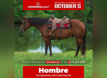 American Quarter Horse, Wallach, 9 Jahre, Rotbrauner