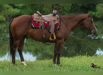 American Quarter Horse, Wallach, 9 Jahre, Rotbrauner