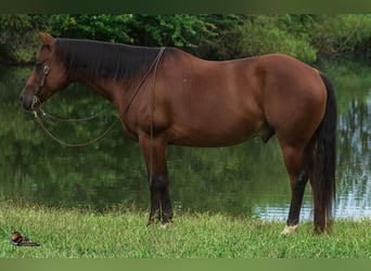 American Quarter Horse, Wallach, 9 Jahre, Rotbrauner
