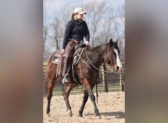 American Quarter Horse, Wallach, 9 Jahre, Rotbrauner