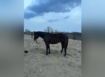 American Quarter Horse, Wallach, 9 Jahre, Rotbrauner