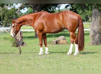 American Quarter Horse, Wallach, 9 Jahre, Rotfuchs