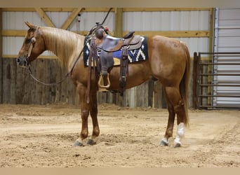 American Quarter Horse, Wallach, 9 Jahre, Rotfuchs