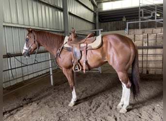 American Quarter Horse, Wallach, 9 Jahre, Rotfuchs