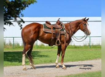 American Quarter Horse, Wallach, 9 Jahre, Rotfuchs