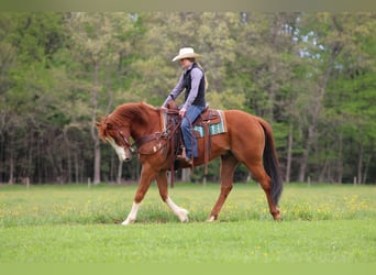 American Quarter Horse, Wallach, 9 Jahre, Rotfuchs