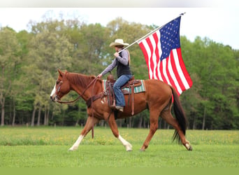 American Quarter Horse, Wallach, 9 Jahre, Rotfuchs