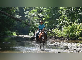 American Quarter Horse, Wallach, 9 Jahre, Rotfuchs