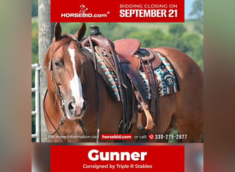 American Quarter Horse, Wallach, 9 Jahre, Rotfuchs