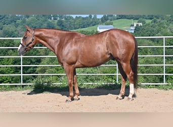 American Quarter Horse, Wallach, 9 Jahre, Rotfuchs